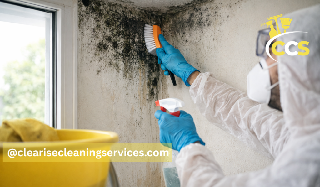 black mold removal