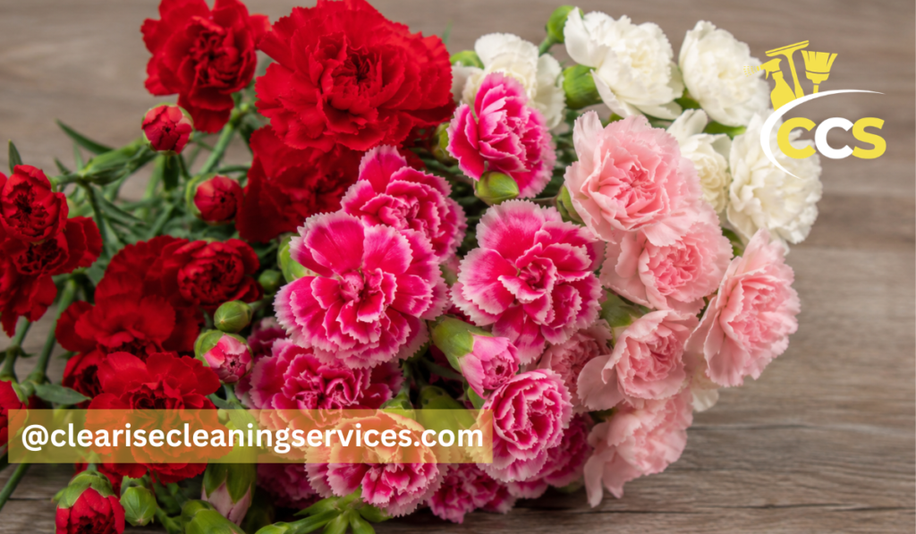 carnation