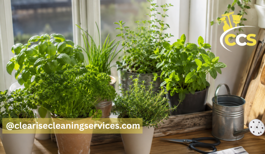 how to grow herbs indoors