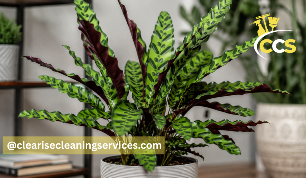 rattlesnake plant