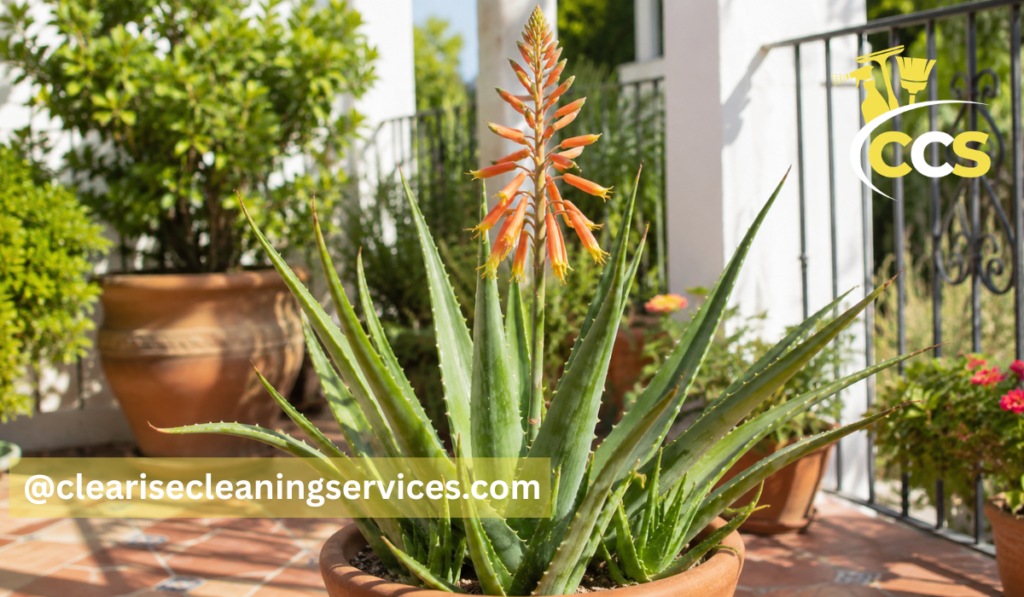 aloe plant flower