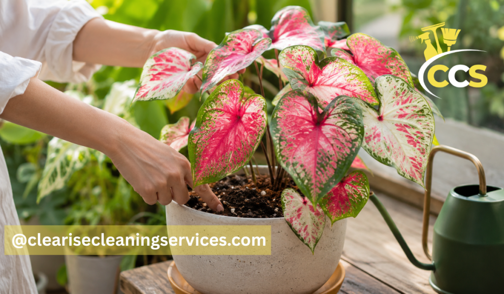 caladium care