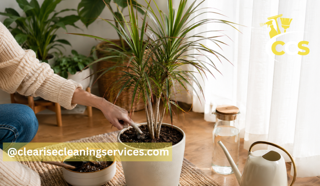 Dracaena Marginata Care