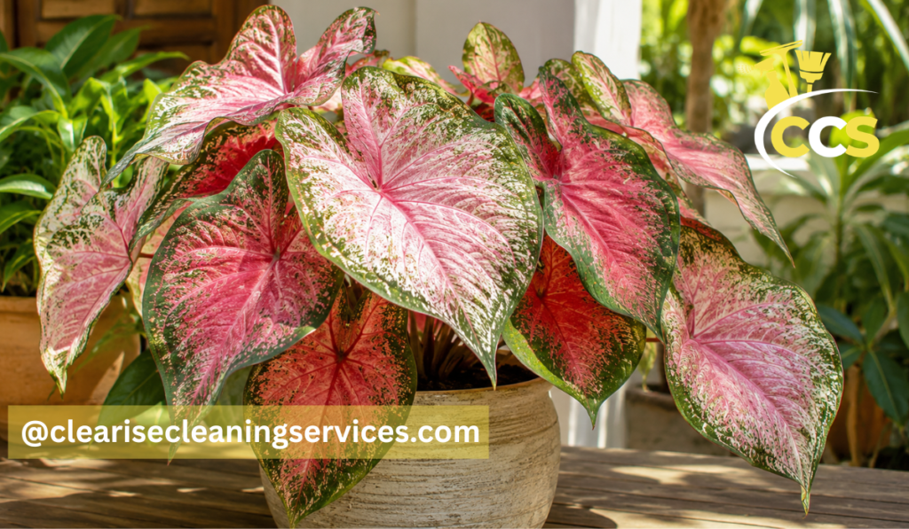 heart of jesus plant