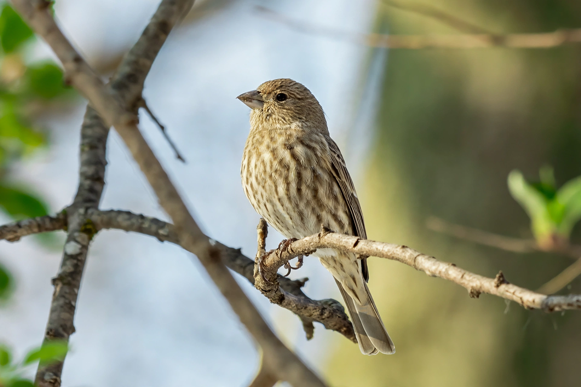 A female house finch with plain brown streaked plumage and no red colour.