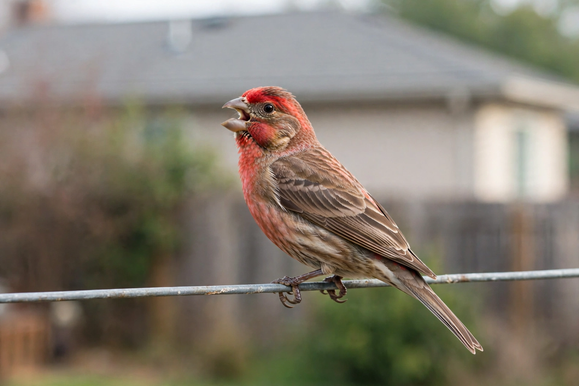 A male house finch singing from a wire perch in a backyard.